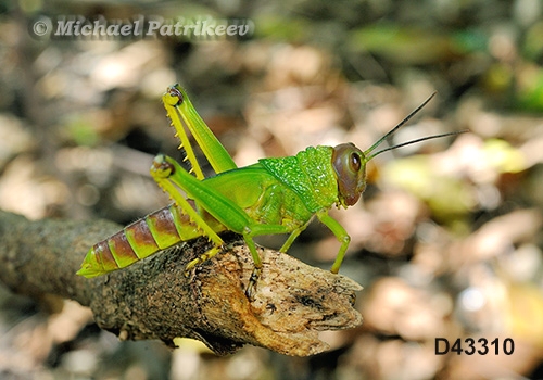 Giant Violet-winged Grasshopper (Tropidacris collaris)